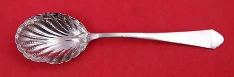 Sugar Spoon shell  5 3/4